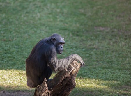 7 Smartest Animals with Human-Like Intelligence – Fascinating Facts You Must Know