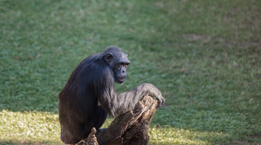 7 Smartest Animals with Human-Like Intelligence – Fascinating Facts You Must Know