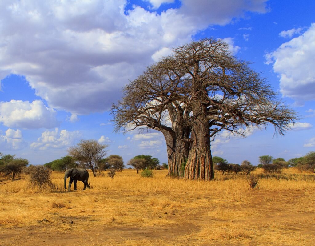 African Baobab Tree: 9 Powerful Secrets, History, Legends, and Fascinating Facts