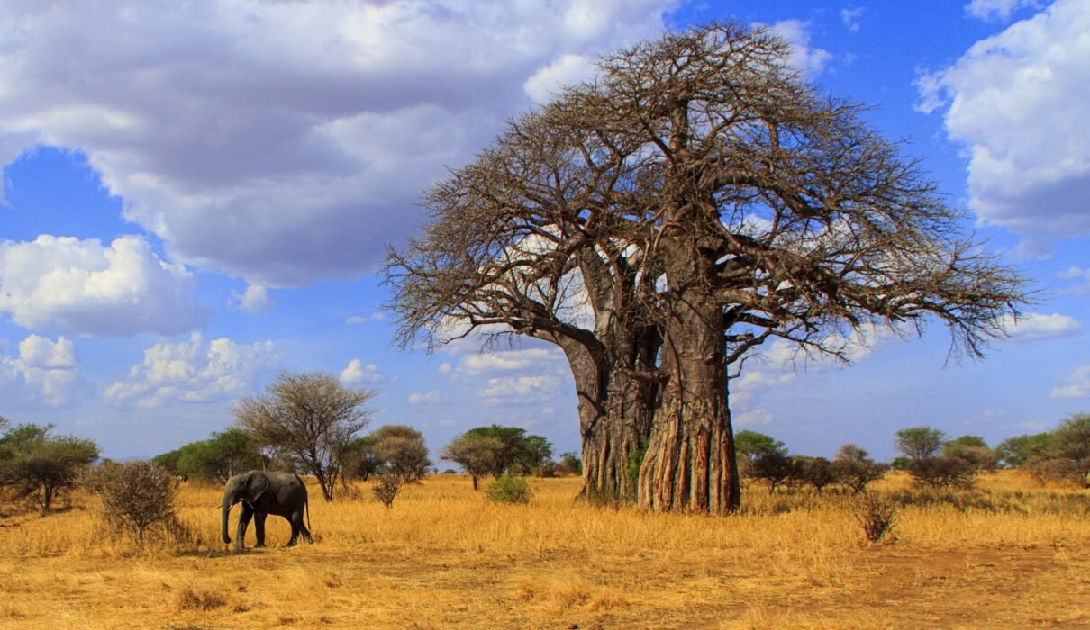 Tarangire National Park Safari Experience – 7 Powerful Reasons to Discover Tanzania’s Hidden Gem