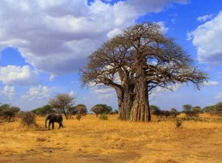 Tarangire National Park Safari Experience – 7 Powerful Reasons to Discover Tanzania’s Hidden Gem