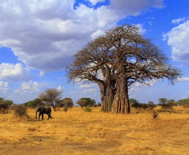 Tarangire National Park Safari Experience – 7 Powerful Reasons to Discover Tanzania’s Hidden Gem