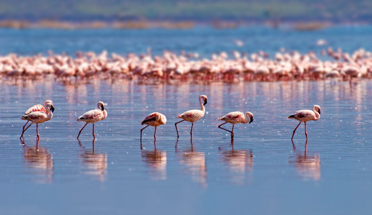 Lake Manyara National Park Safari Guide: 10 Powerful Reasons to Explore This Hidden Gem