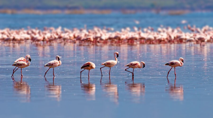 Lake Manyara National Park Safari Guide: 10 Powerful Reasons to Explore This Hidden Gem