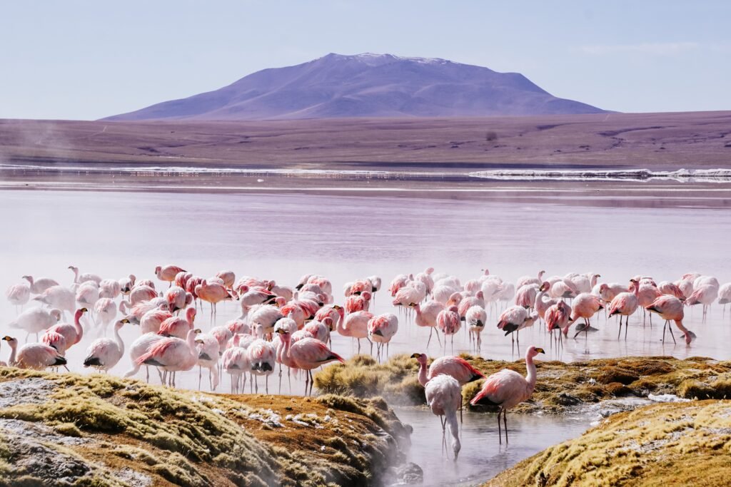 Lake Natron: Flamingos and Volcanic Landscapes – 7 Powerful Reasons to Explore This Untamed Wonder