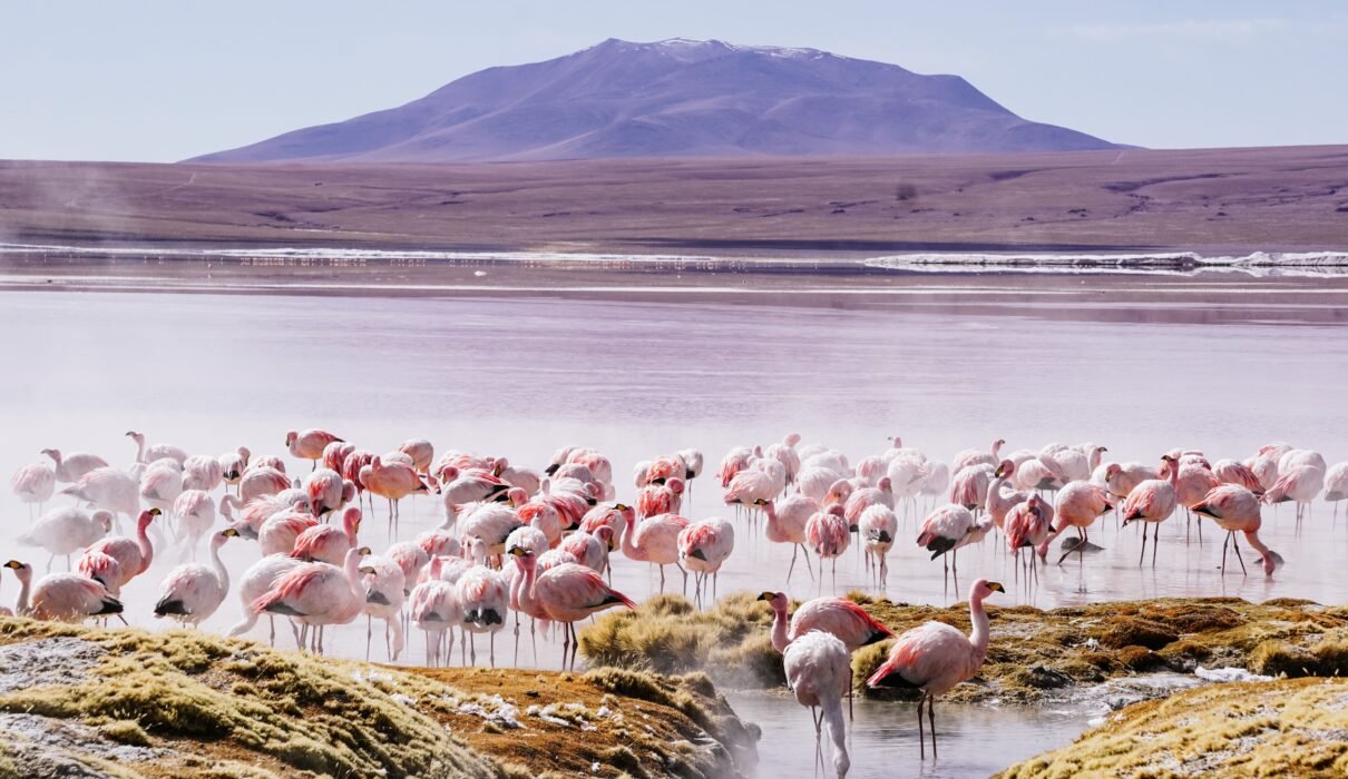 Lake Natron: Flamingos and Volcanic Landscapes – 7 Powerful Reasons to Explore This Untamed Wonder