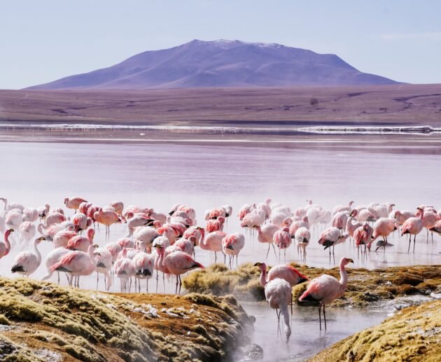 Lake Natron: Flamingos and Volcanic Landscapes – 7 Powerful Reasons to Explore This Untamed Wonder