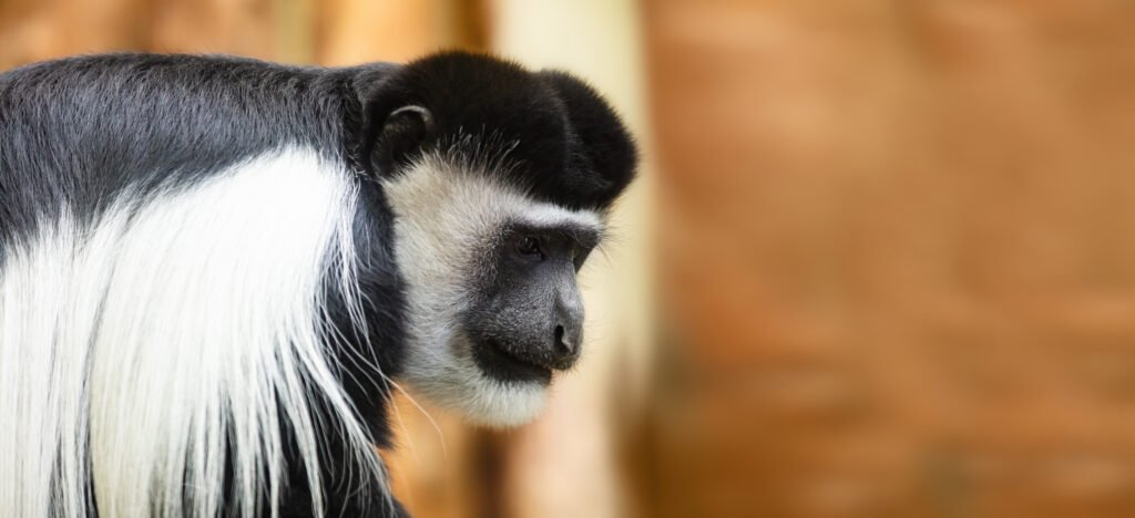 Colobus Monkey: One of Africa’s Most Beautiful Primates – 7 Stunning Facts That Will Amaze You