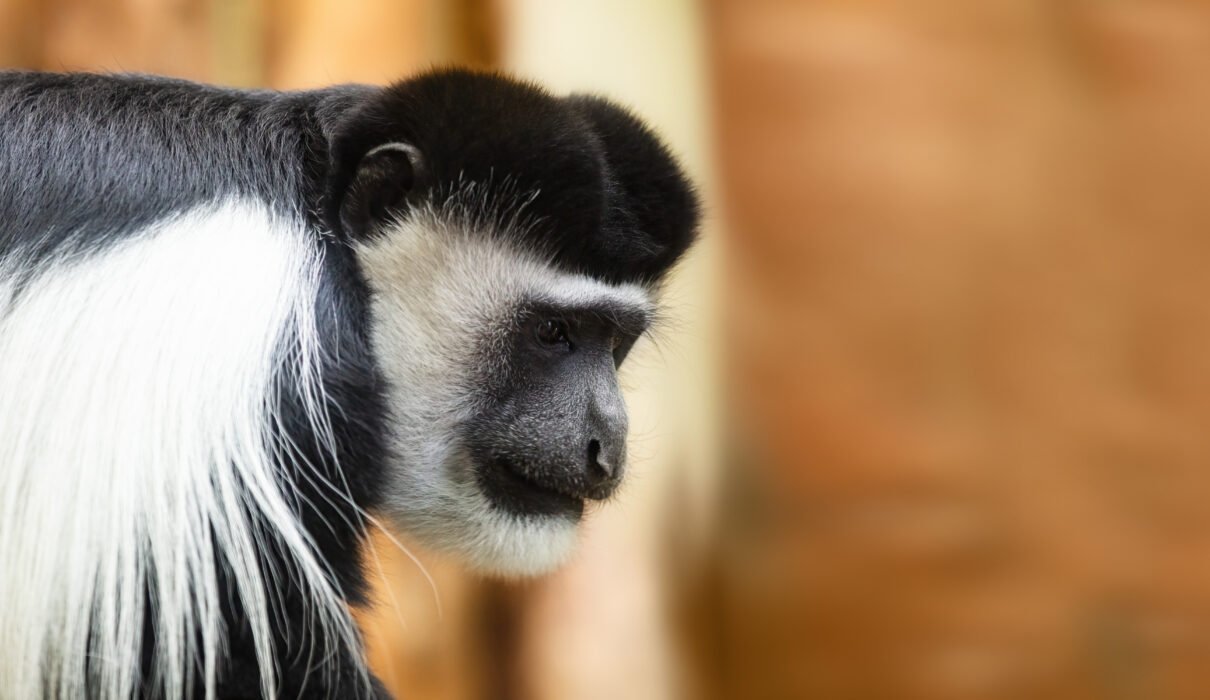 Colobus Monkey: One of Africa’s Most Beautiful Primates – 7 Stunning Facts That Will Amaze You