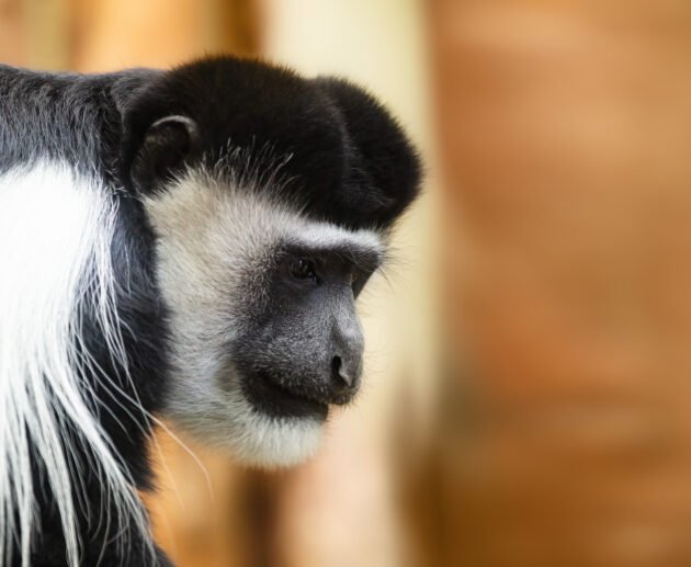 Colobus Monkey: One of Africa’s Most Beautiful Primates – 7 Stunning Facts That Will Amaze You