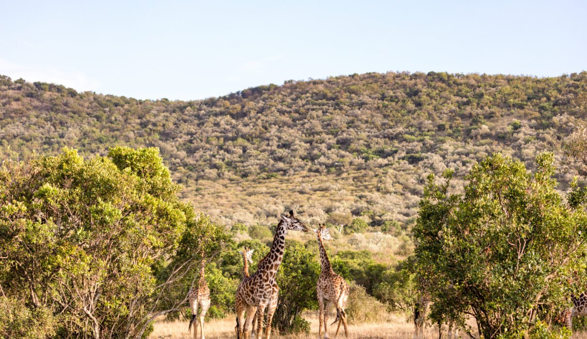 Ruaha National Park: Tanzania’s Hidden Gem – 7 Powerful Reasons to Visit This Untamed Paradise