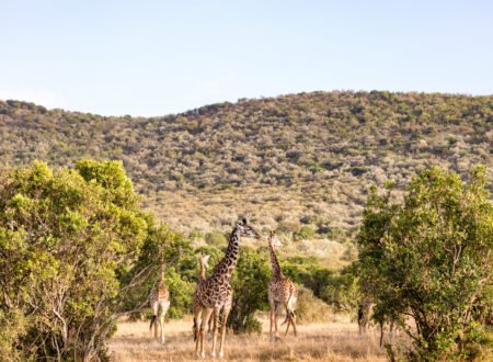 Ruaha National Park: Tanzania’s Hidden Gem – 7 Powerful Reasons to Visit This Untamed Paradise