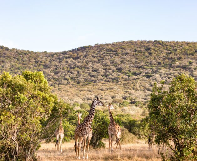 Ruaha National Park: Tanzania’s Hidden Gem – 7 Powerful Reasons to Visit This Untamed Paradise