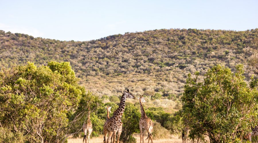 Ruaha National Park: Tanzania’s Hidden Gem – 7 Powerful Reasons to Visit This Untamed Paradise