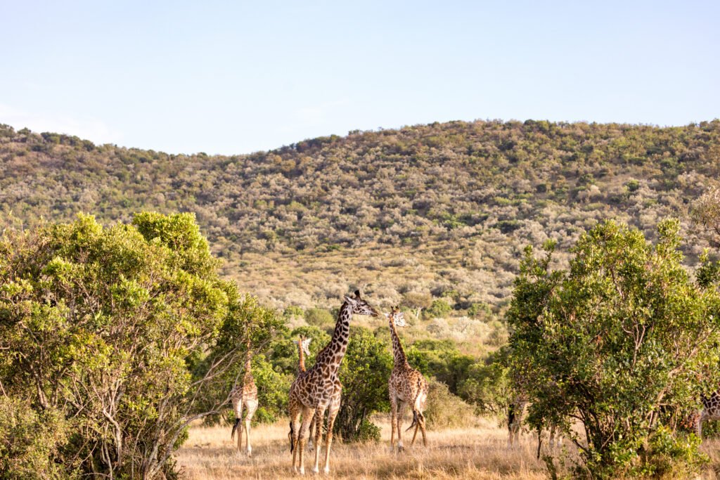 Mkomazi National Park: Complete Guide – 10 Powerful Reasons to Discover This Hidden Gem