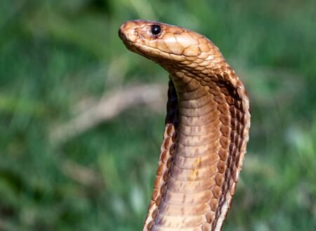 What to Do If You’re Bitten by a Snake in Tanzania: 7 Critical Life-Saving Steps