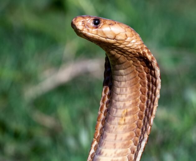 What to Do If You’re Bitten by a Snake in Tanzania: 7 Critical Life-Saving Steps