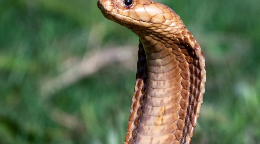 What to Do If You’re Bitten by a Snake in Tanzania: 7 Critical Life-Saving Steps