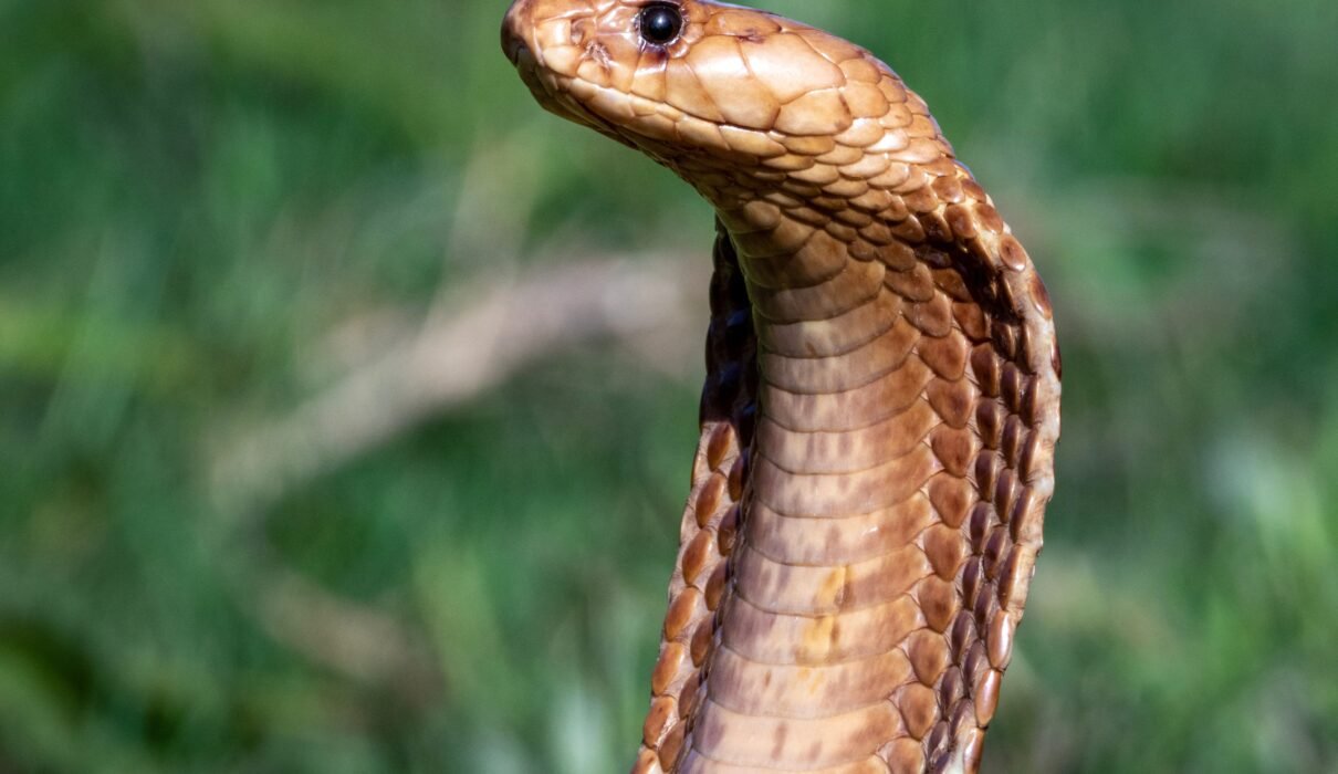 10 Largest Snakes in the World: Astonishing Giants You Need to Know