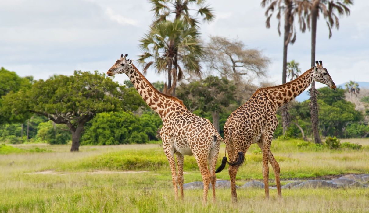 3 Days Katavi National Park Safari