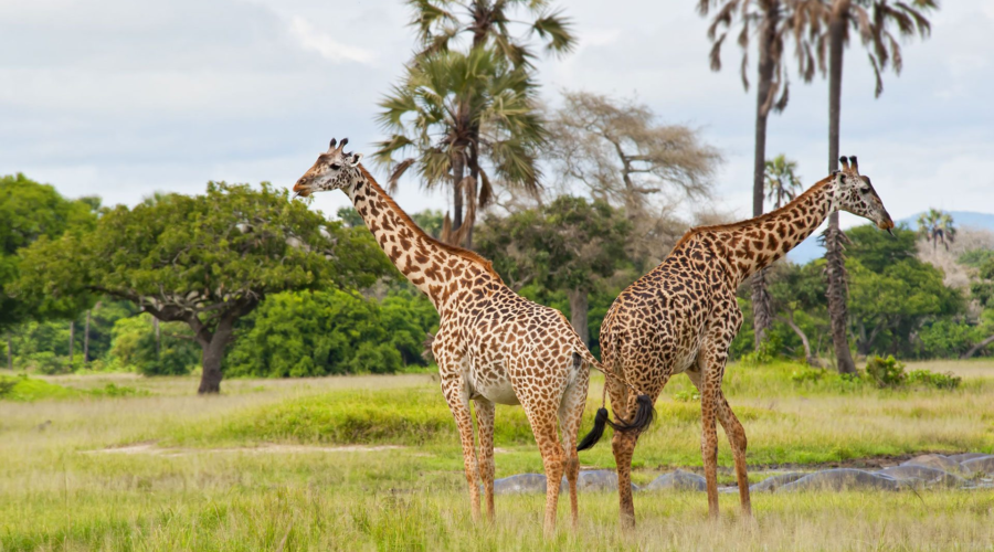 3 Days Katavi National Park Safari