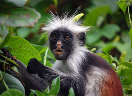 1 Day Zanzibar Jozani Forest & Prison Island Tour