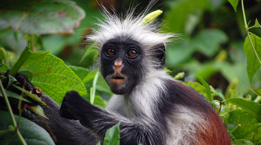 1 Day Zanzibar Jozani Forest & Prison Island Tour