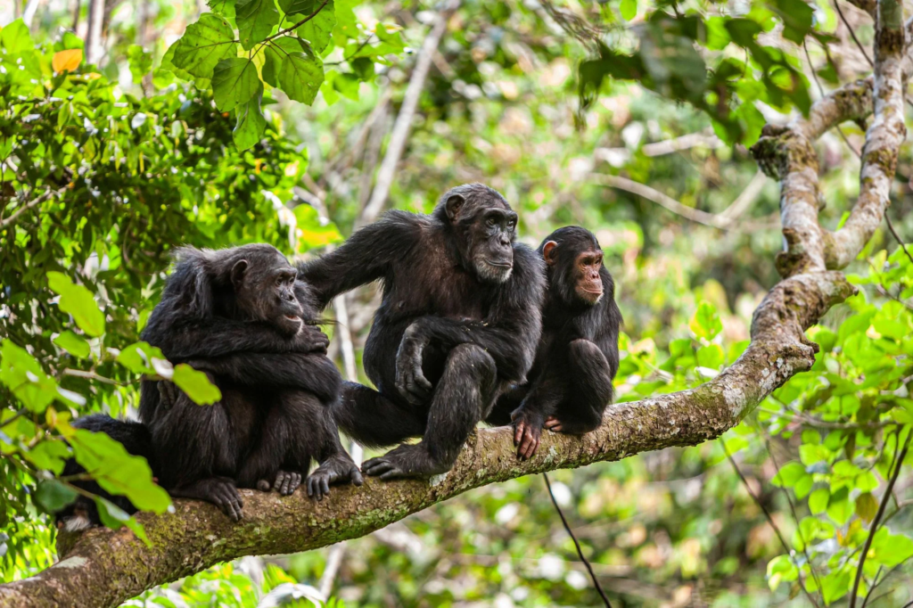 4 Days Mahale Mountains Chimpanzee Safari – 1 Powerful Primate Journey You Will Never Forget