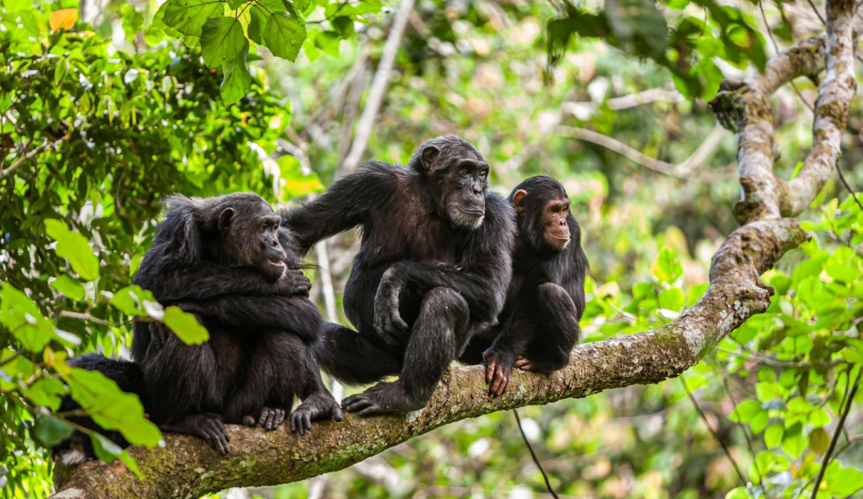 4 Days Mahale Mountains Chimpanzee Safari