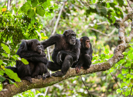 4 Days Mahale Mountains Chimpanzee Safari