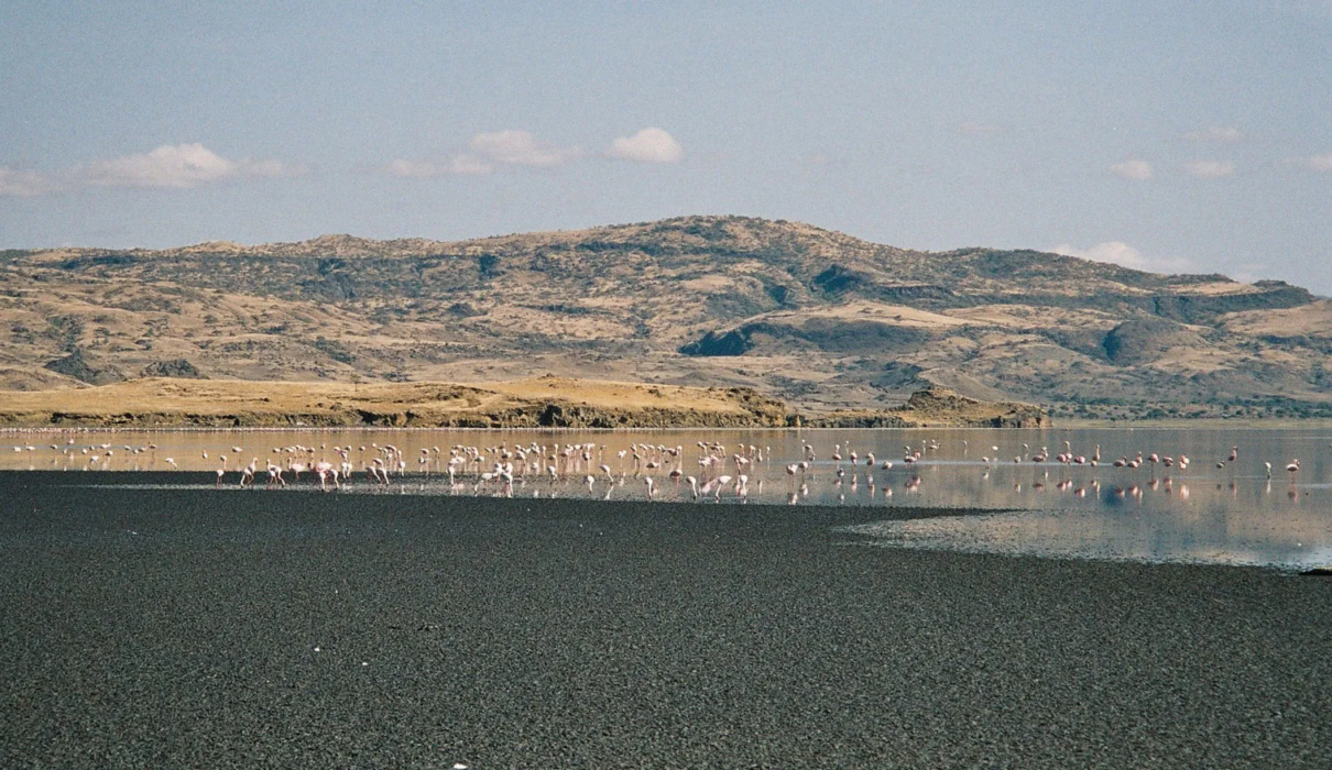 1 Day Lake Natron & Hadzabe Cultural Experience