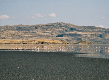 1 Day Lake Natron & Hadzabe Cultural Experience