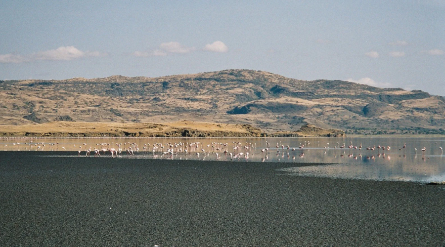 1 Day Lake Natron & Hadzabe Cultural Experience