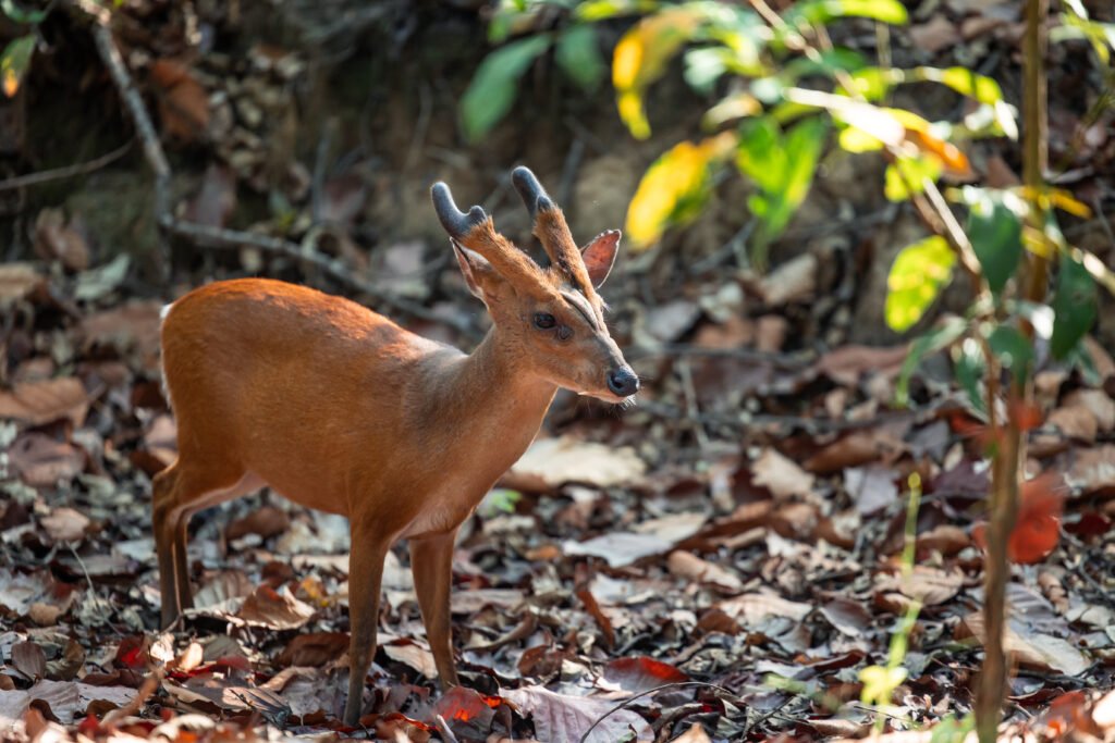 Duiker Antelope: Africa’s Most Diverse Species – 12 Fascinating Facts You Must Know Duiker Antelope: Africa’s Most Diverse Species – 12 Fascinating Facts You Must Know