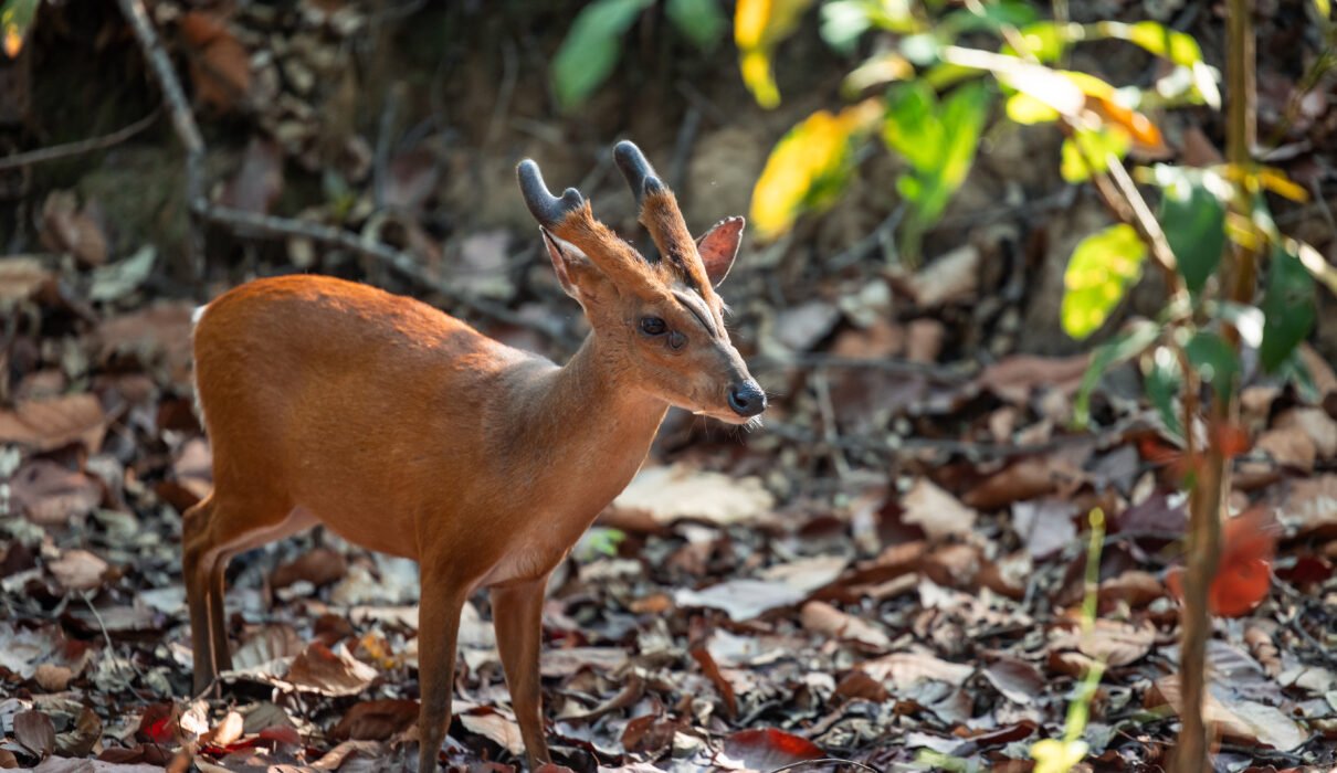 Duiker Antelope: Africa’s Most Diverse Species – 12 Fascinating Facts You Must Know