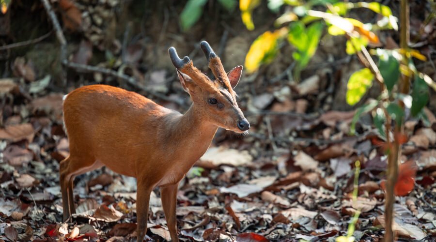Duiker Antelope: Africa’s Most Diverse Species – 12 Fascinating Facts You Must Know