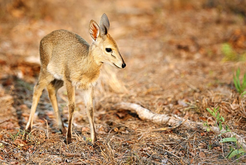 Duiker Antelope: Africa’s Most Diverse Species – 12 Fascinating Facts You Must Know Duiker Antelope: Africa’s Most Diverse Species – 12 Fascinating Facts You Must Know