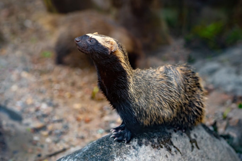 Honey Badger: Africa’s Fearless Animal – 7 Shocking Facts That Inspire Respect Honey Badger: Africa’s Fearless Animal – 7 Shocking Facts That Inspire Respect