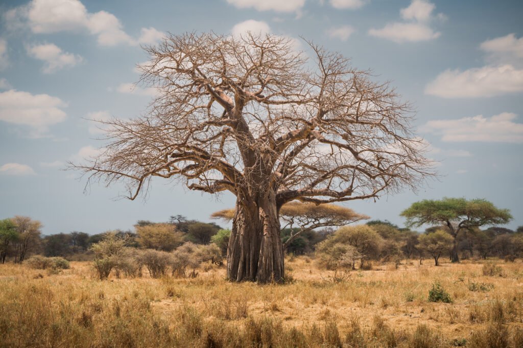 African Baobab Tree: 9 Powerful Secrets, History, Legends, and Fascinating Facts