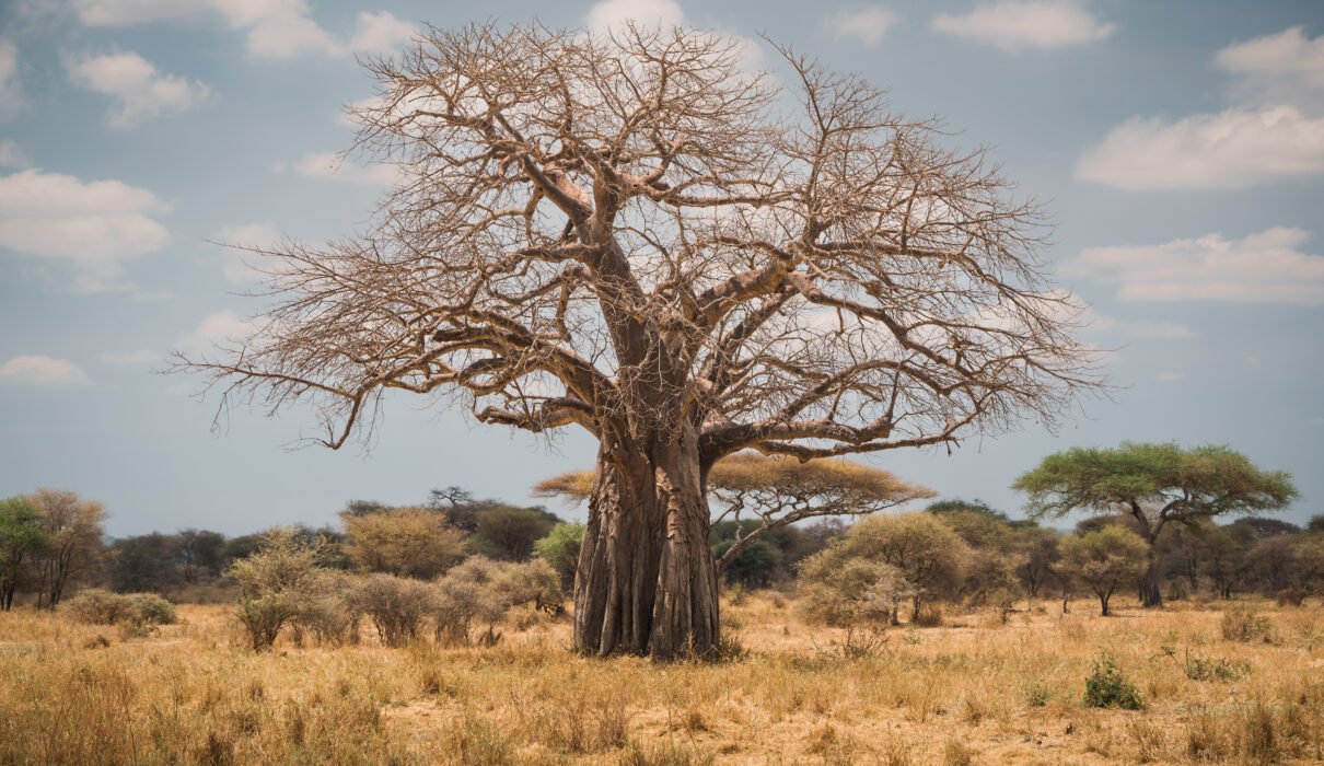 African Baobab Tree: 9 Powerful Secrets, History, Legends, and Fascinating Facts