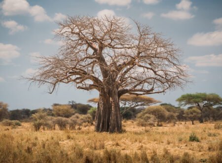 African Baobab Tree: 9 Powerful Secrets, History, Legends, and Fascinating Facts