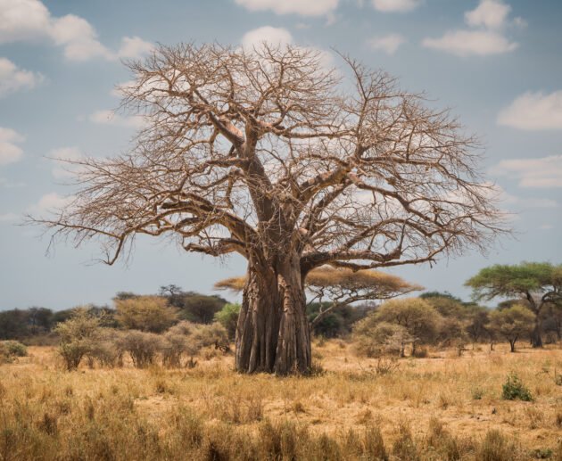 African Baobab Tree: 9 Powerful Secrets, History, Legends, and Fascinating Facts
