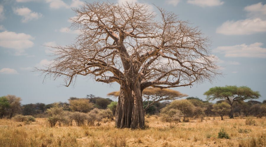 African Baobab Tree: 9 Powerful Secrets, History, Legends, and Fascinating Facts