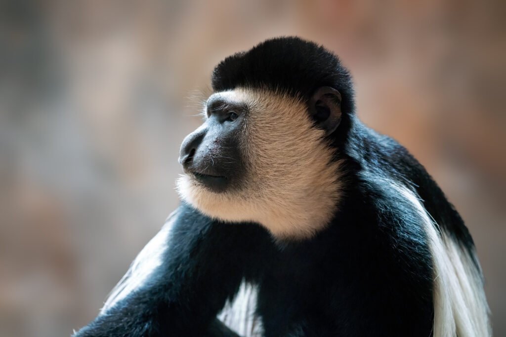 Colobus Monkey: One of Africa’s Most Beautiful Primates – 7 Stunning Facts That Will Amaze You