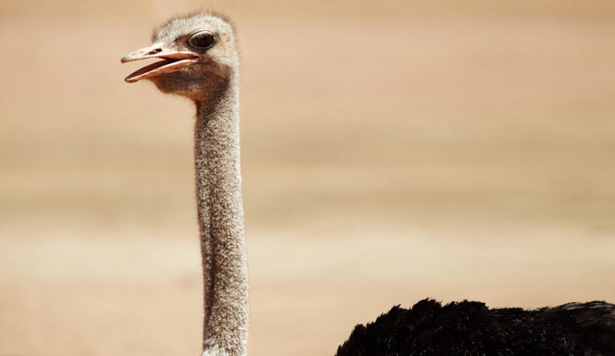 Top 8 Largest Birds in the World – Powerful Giants That Will Amaze You