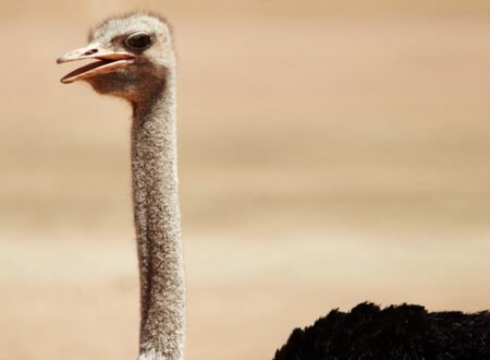 Top 8 Largest Birds in the World – Powerful Giants That Will Amaze You