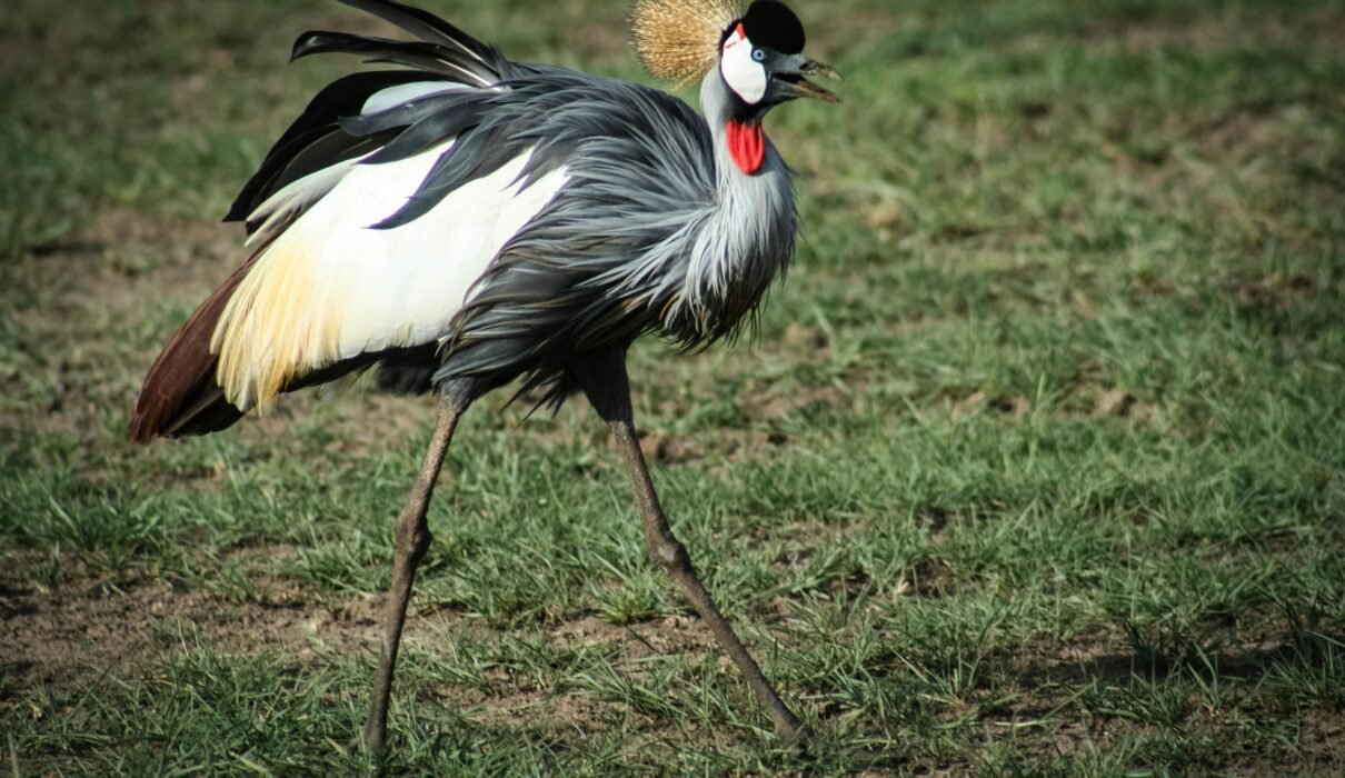 Birdwatching in Arusha, Kilimanjaro, Longido