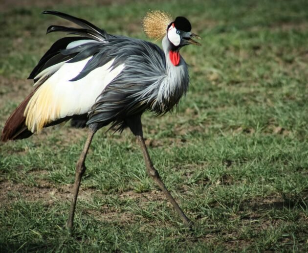 Birdwatching in Arusha, Kilimanjaro, Longido