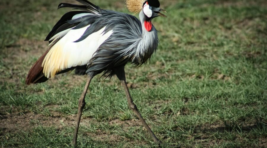 Birdwatching in Arusha, Kilimanjaro, Longido