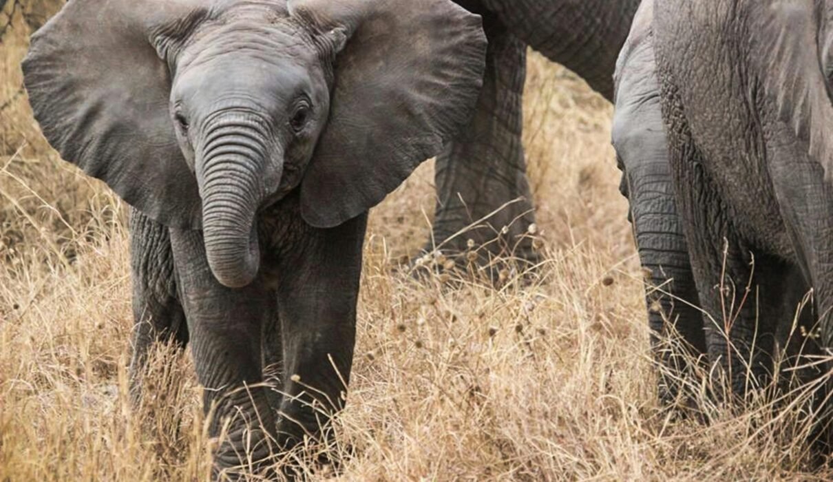 The Most Dangerous Animals in Africa: 7 Shocking Facts You Must Know